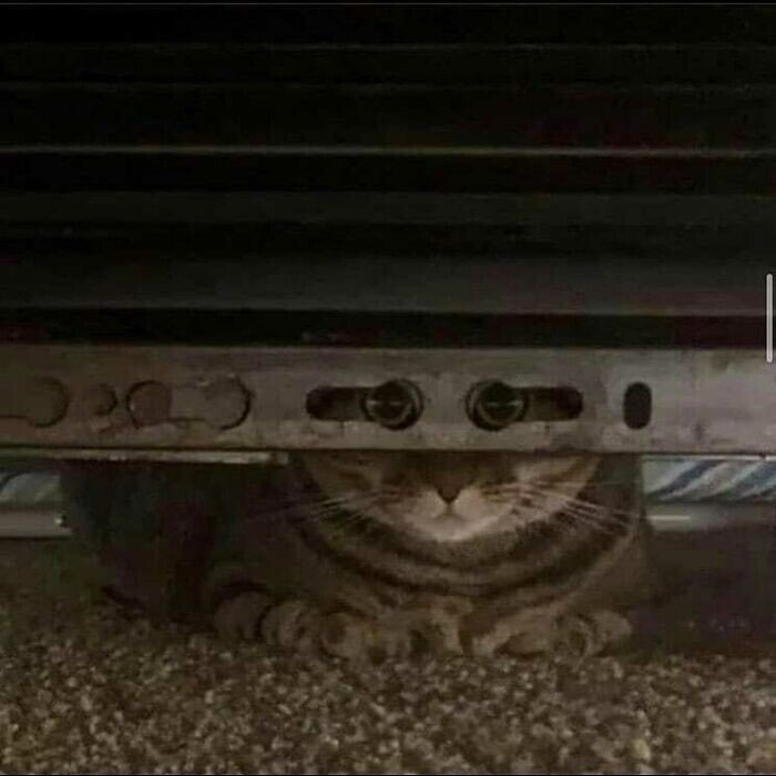 20+ смешных котеек, которые подарят добрую порцию позитива 20+ смешных котеек, которые подарят добрую порцию позитива