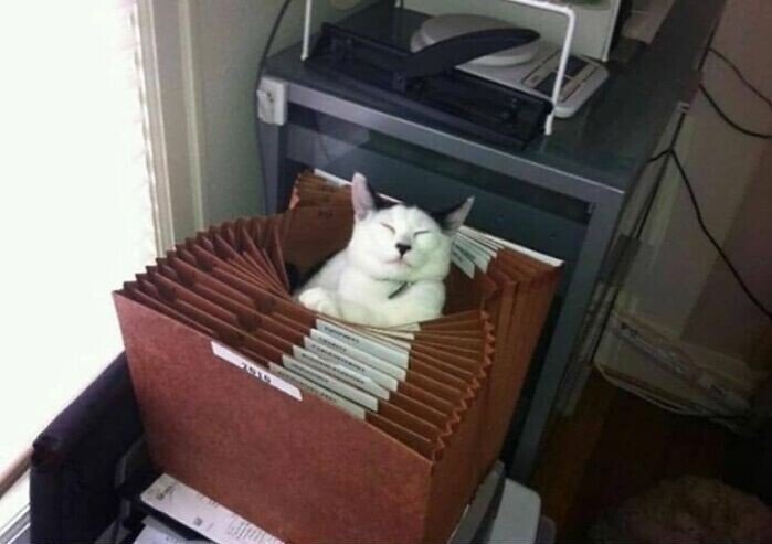 20+ смешных котеек, которые подарят добрую порцию позитива 20+ смешных котеек, которые подарят добрую порцию позитива