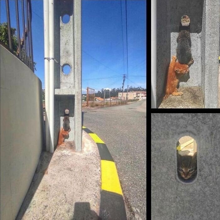 20+ смешных котеек, которые подарят добрую порцию позитива 20+ смешных котеек, которые подарят добрую порцию позитива