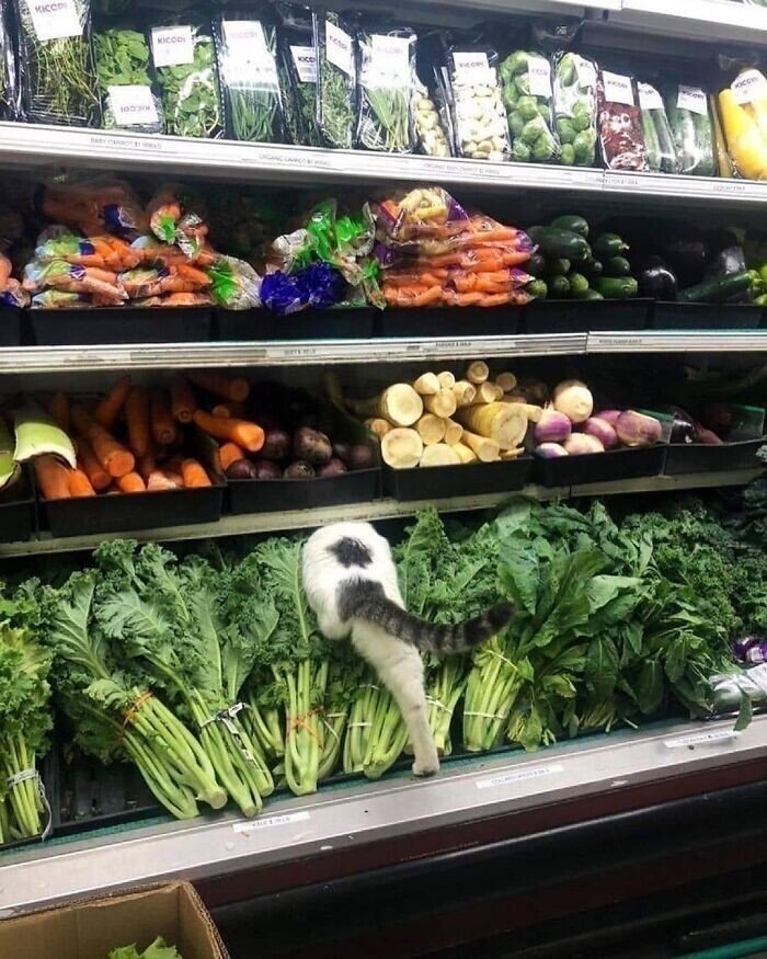 20+ смешных котеек, которые подарят добрую порцию позитива 20+ смешных котеек, которые подарят добрую порцию позитива