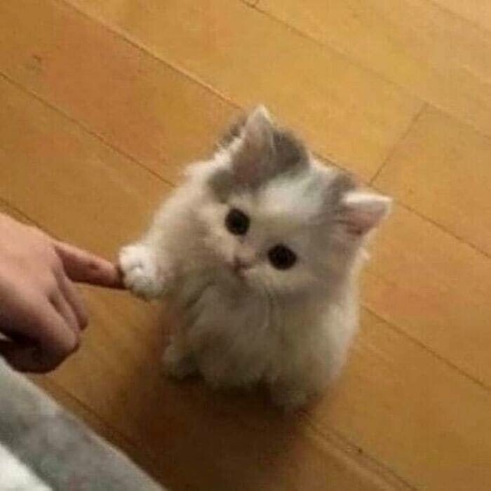 20+ смешных котеек, которые подарят добрую порцию позитива 20+ смешных котеек, которые подарят добрую порцию позитива