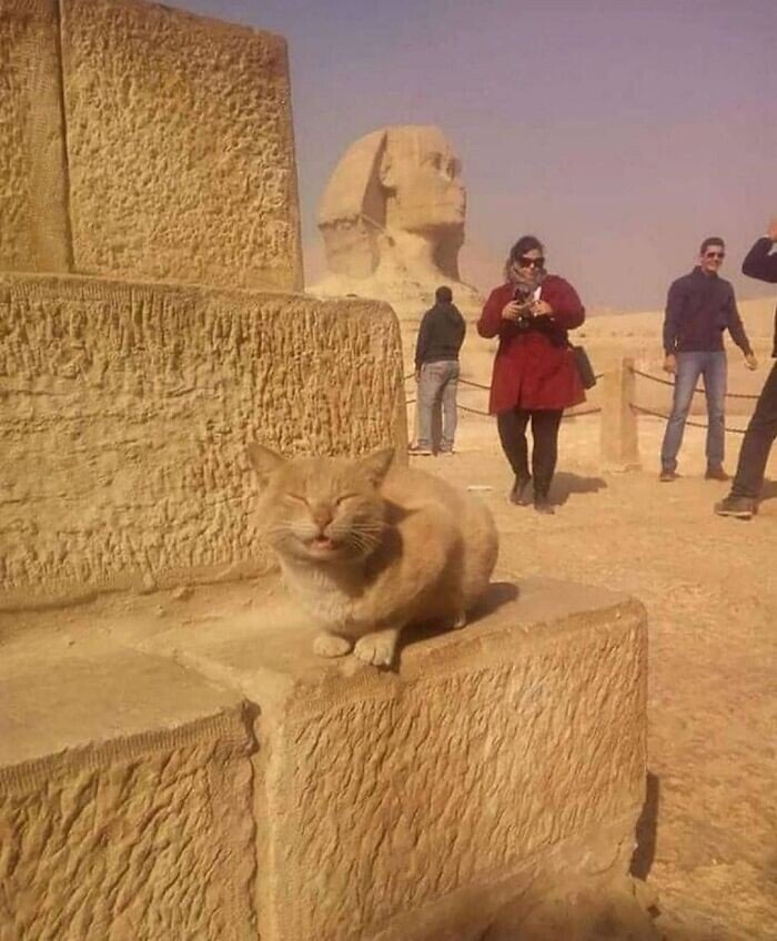 20+ смешных котеек, которые подарят добрую порцию позитива 20+ смешных котеек, которые подарят добрую порцию позитива