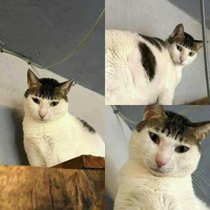 20+ смешных котеек, которые подарят добрую порцию позитива 20+ смешных котеек, которые подарят добрую порцию позитива