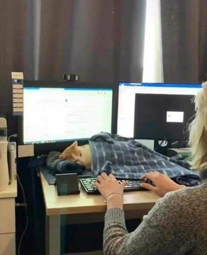 20+ смешных котеек, которые подарят добрую порцию позитива 20+ смешных котеек, которые подарят добрую порцию позитива