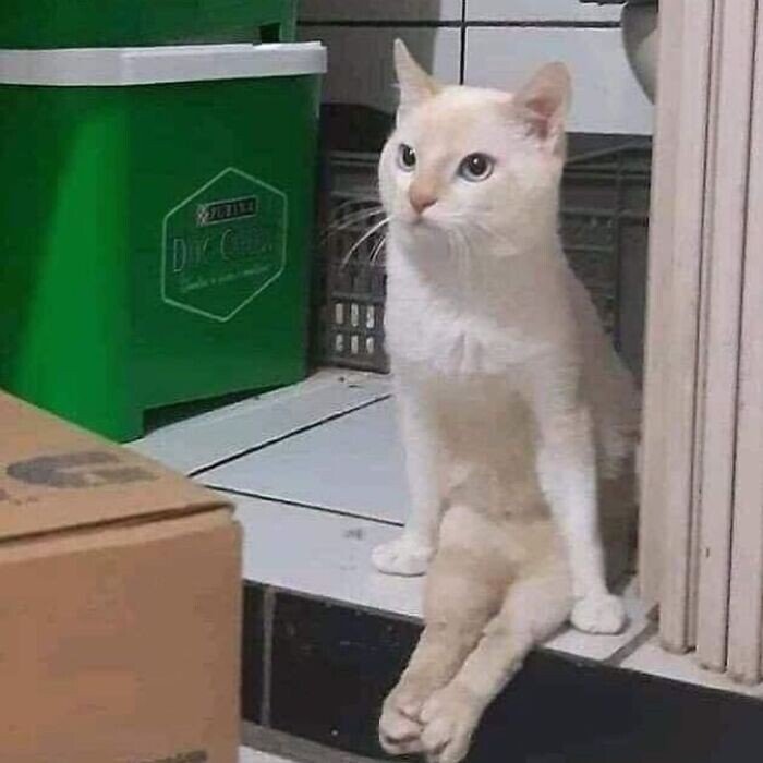 20+ смешных котеек, которые подарят добрую порцию позитива 20+ смешных котеек, которые подарят добрую порцию позитива