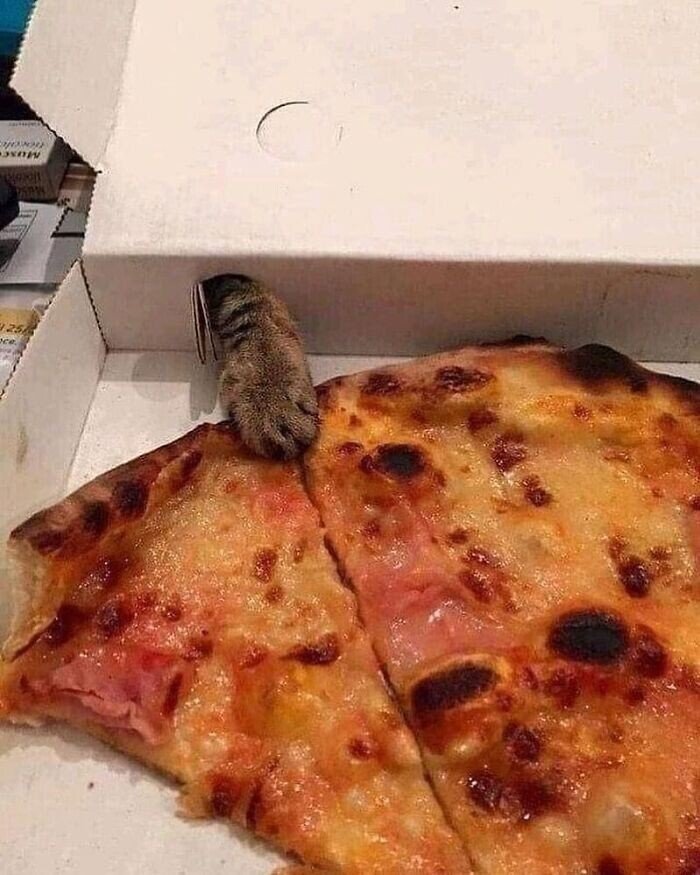 20+ смешных котеек, которые подарят добрую порцию позитива 20+ смешных котеек, которые подарят добрую порцию позитива