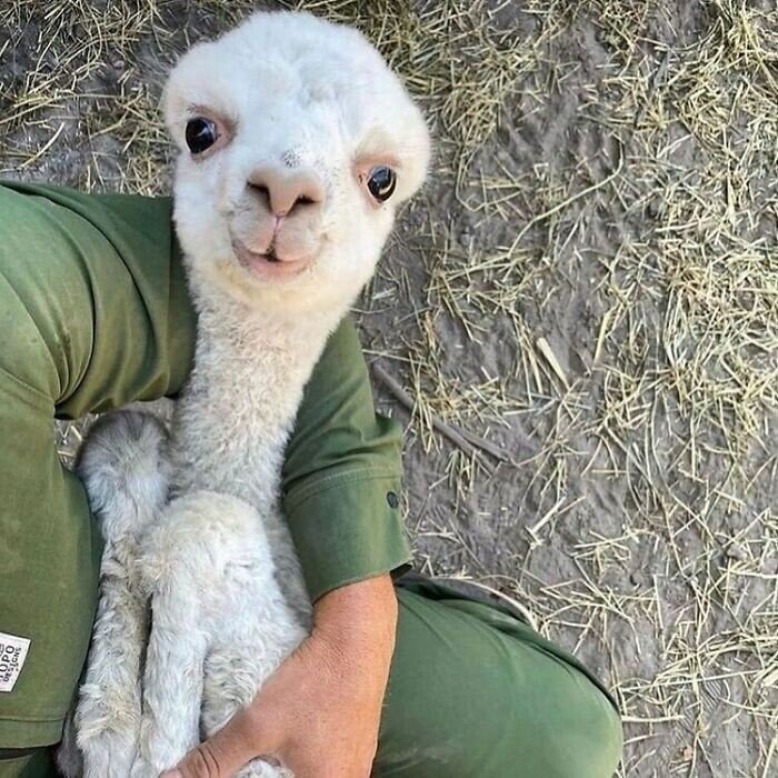 Жизнь удалась: фото животных, которые без слов поднимают настроение