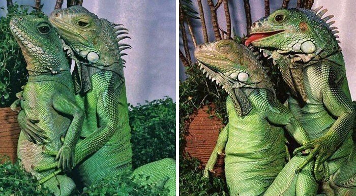 Жизнь удалась: фото животных, которые без слов поднимают настроение