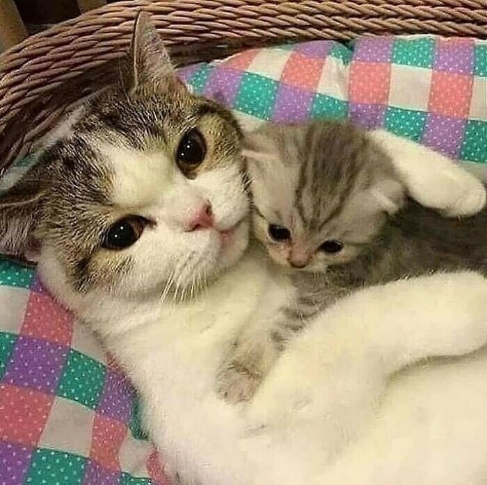 Жизнь удалась: фото животных, которые без слов поднимают настроение