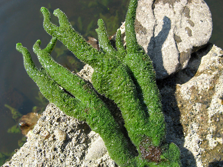 Фотография: Бадяга: она спасает тебя от синяков, а ты даже не знаешь, что это не растение №3 - BigPicture.ru