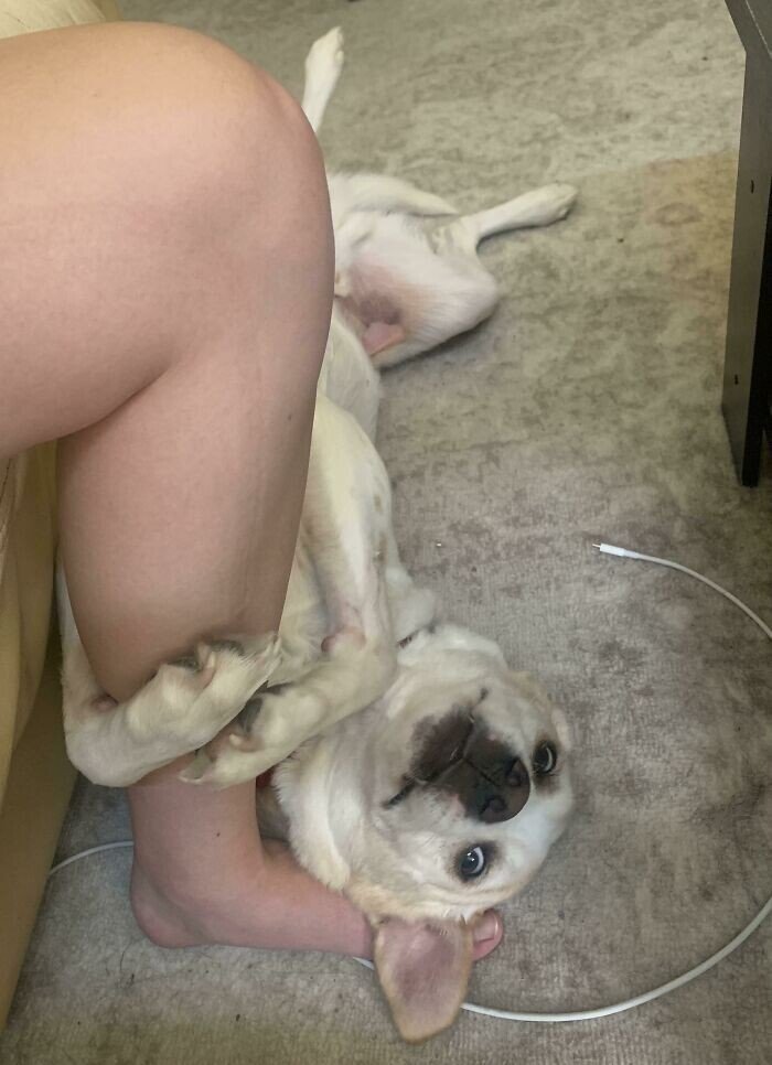 Какие же дурашки: 20+ смешных фото собак для настроения Какие же дурашки: 20+ смешных фото собак для настроения