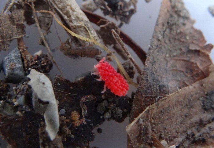 15 любопытных изображений, которые не встретишь каждый день