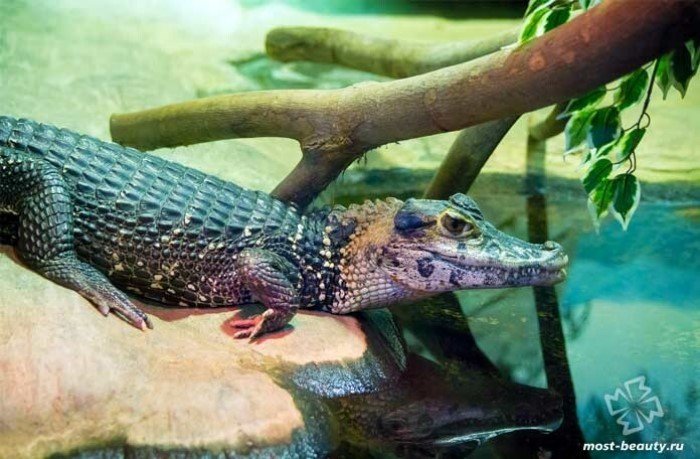 Самые необычные и красивые виды крокодилов