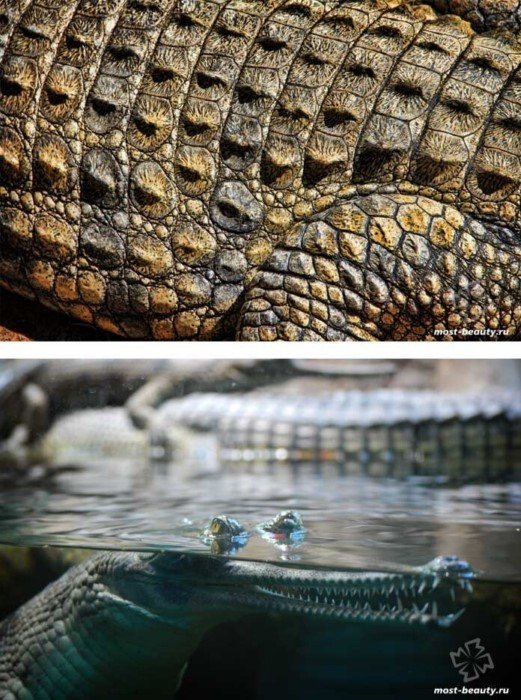 Самые необычные и красивые виды крокодилов