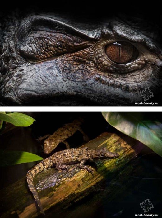 Самые необычные и красивые виды крокодилов