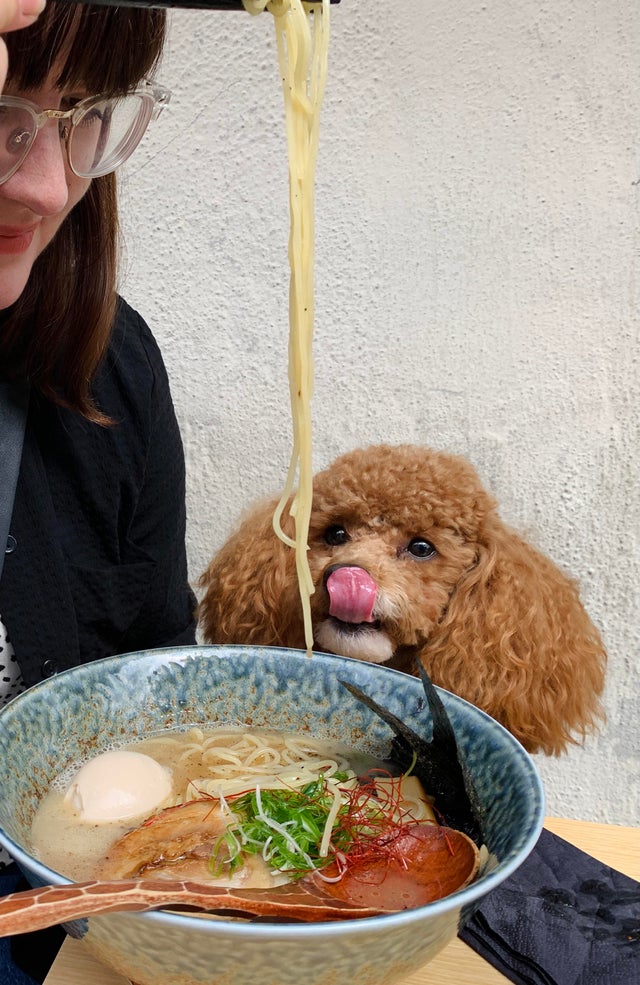 Фотография: Невозможно отказать: 22 фото о том, как животные умеют выпрашивать еду №13 - BigPicture.ru