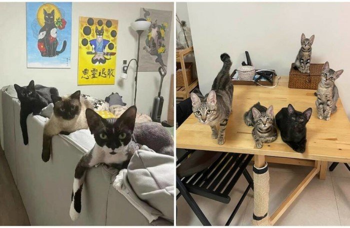 16 снимков, доказывающих, что со временем котов в доме становится больше 16 снимков, доказывающих, что со временем котов в доме становится больше