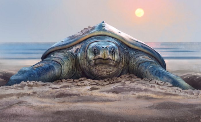 Архелон: Монструозная древняя черепаха размером с автомобиль. Некоторые считают, что рептилия весом в 2 тонны до сих пор жива! Архелон: Монструозная древняя черепаха размером с автомобиль. Некоторые считают, что рептилия весом в 2 тонны до сих пор жива!