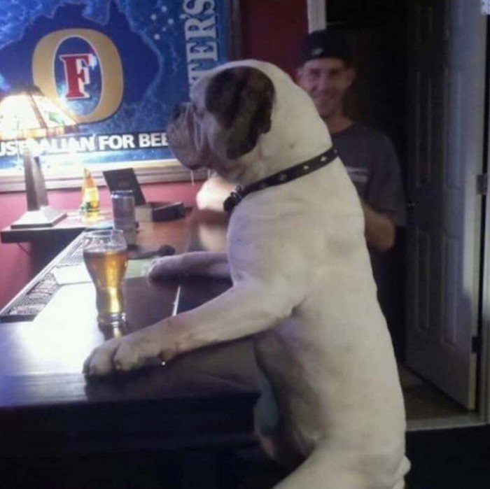 15 животных, которых обнаружили в неожиданных местах 15 животных, которых обнаружили в неожиданных местах