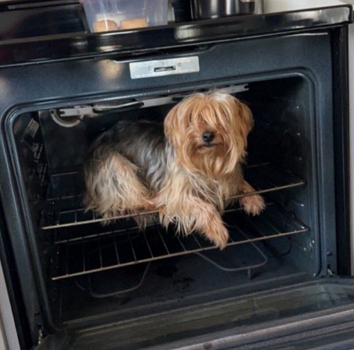 15 животных, которых обнаружили в неожиданных местах 15 животных, которых обнаружили в неожиданных местах