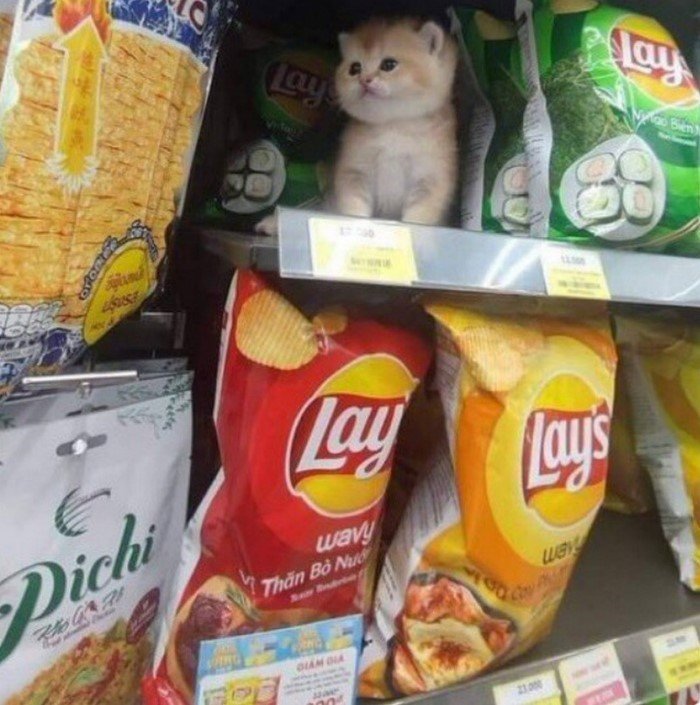 15 животных, которых обнаружили в неожиданных местах 15 животных, которых обнаружили в неожиданных местах