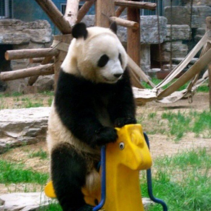 15 животных, которых обнаружили в неожиданных местах 15 животных, которых обнаружили в неожиданных местах