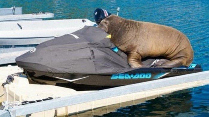 15 животных, которых обнаружили в неожиданных местах 15 животных, которых обнаружили в неожиданных местах