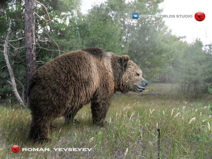 Пещерный медведь: Гигант на 30% больше современных косолапых. Почему он так любил пещеры, и кто ему мог угрожать? Пещерный медведь: Гигант на 30% больше современных косолапых. Почему он так любил пещеры, и кто ему мог угрожать?