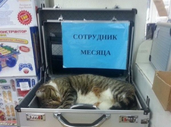 Без кота и жизнь не та