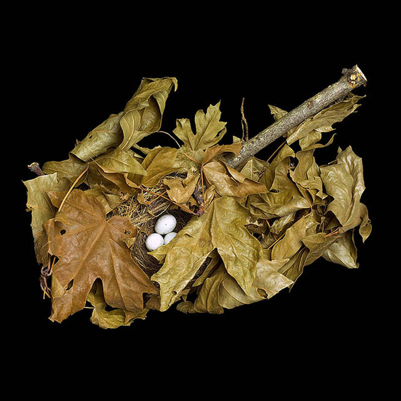 Фотография: Шедевры природной архитектуры — птичьи гнезда №20 - BigPicture.ru