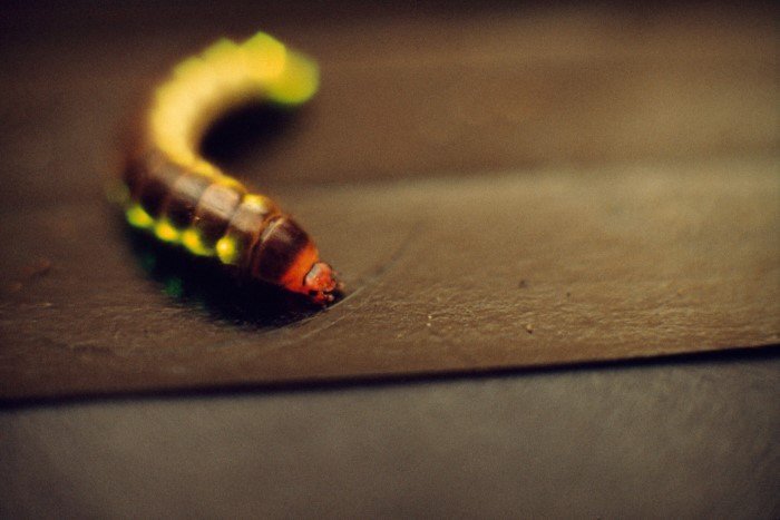 Железнодорожный червь: Хищный светящийся «поезд». Стратегия выживания этого существа вызывает абсолютное непонимание ученых