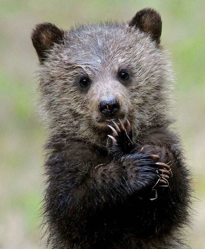 Какие они чудесные Какие они чудесные