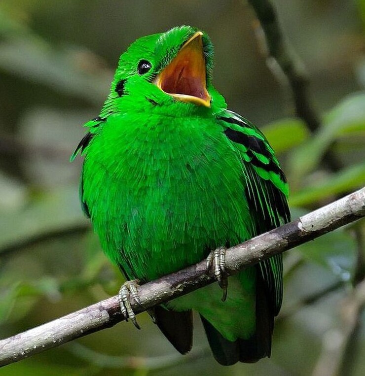 Малый зелёный рогоклюв ещё и прекрасный певец