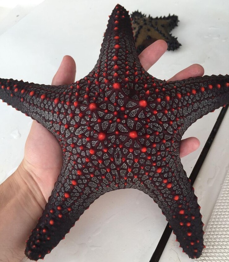 Кажется, что под кожей морской звезды кипит раскаленная лава