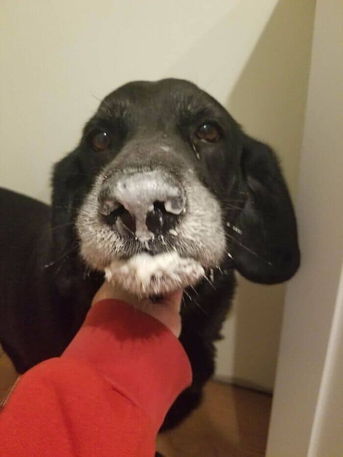 Фотография: 30 смешных фото с собаками, которые, кажется, поломались №11 - BigPicture.ru