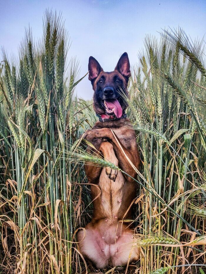 Фотография: 30 смешных фото с собаками, которые, кажется, поломались №25 - BigPicture.ru