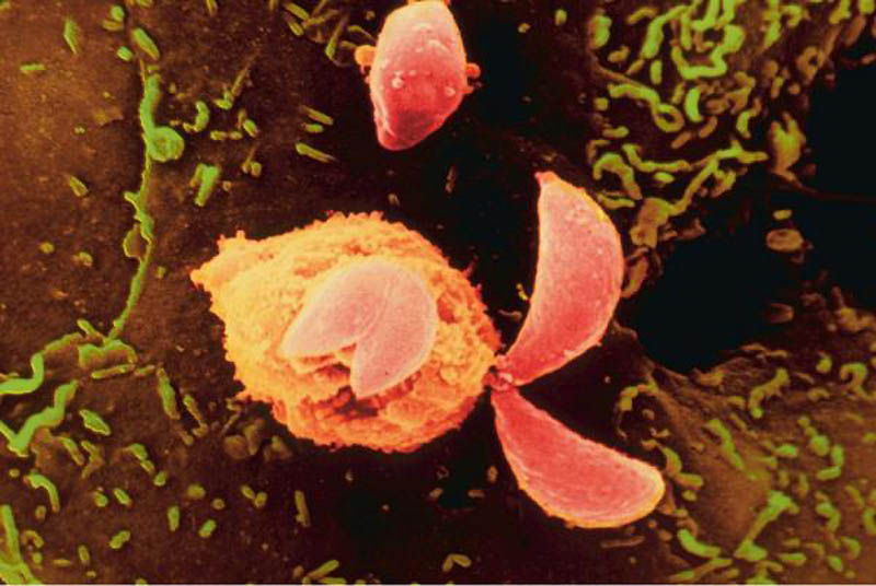 Фотография: 20 животных, которые могут тебя съесть №15 - BigPicture.ru