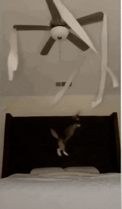 Кошачьи гифки