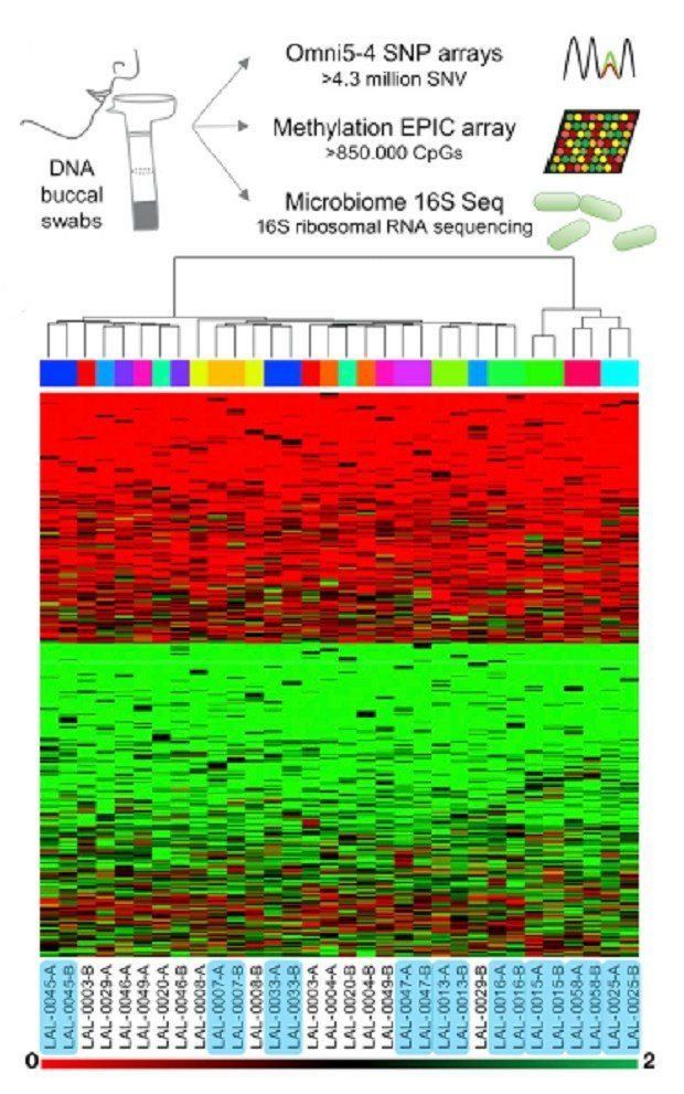 Генетики нашли сходство в ДНК у неродственных двойников Генетики нашли сходство в ДНК у неродственных двойников