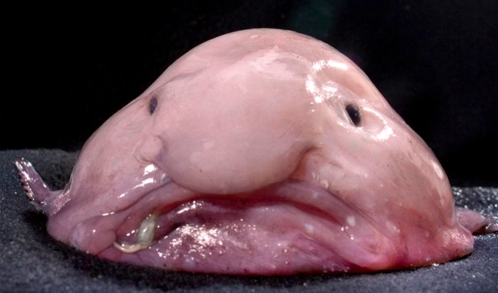 Первый парень на деревне. 5 интересных фактов про рыбу-каплю