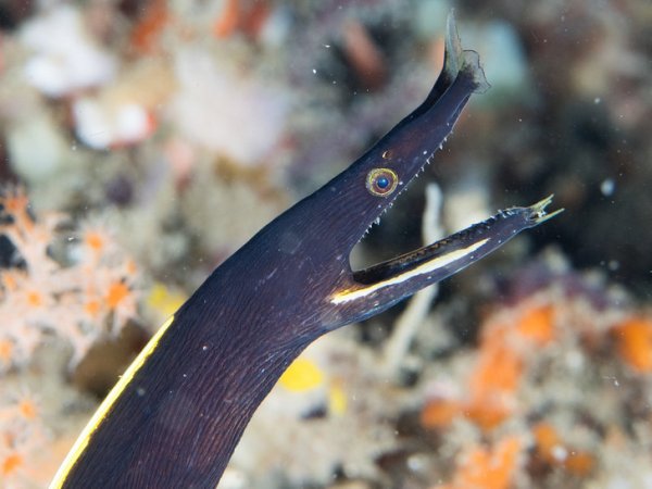 Ленточные мурены используют свои выступающие ноздри для защиты от хищников и охоты: они работают как сенсоры