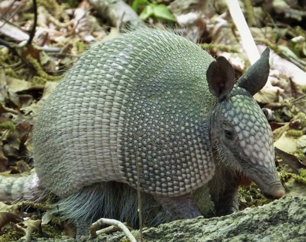 В отличие от своих собратьев девятипоясный броненосец не умеет скатываться в очень тугой шар. Испугавшись, он подпрыгивает в воздух примерно на метр