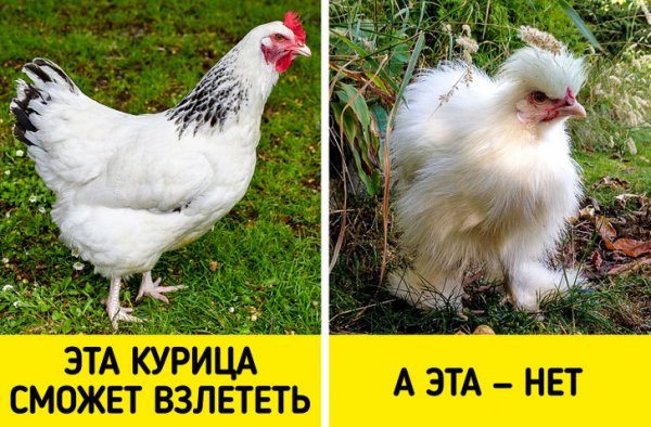Шелковые куры отличаются мягкими перьями, похожими на мех. Но из-за такого оперения они совсем не могут летать