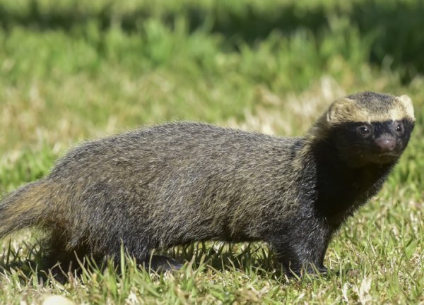 Малый гризон умеет издавать разные звуки. Например, в случае опасности он пронзительно лает