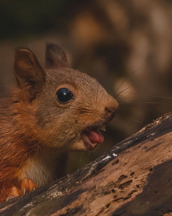 Подборка забавных и очень фотогеничных белок