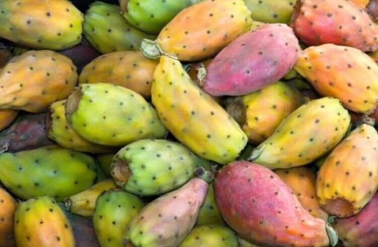 Кοпиль — ликер из Мексики. Плоды опунции. Кοпиль — ликер из Мексики. Плоды опунции. Фото.