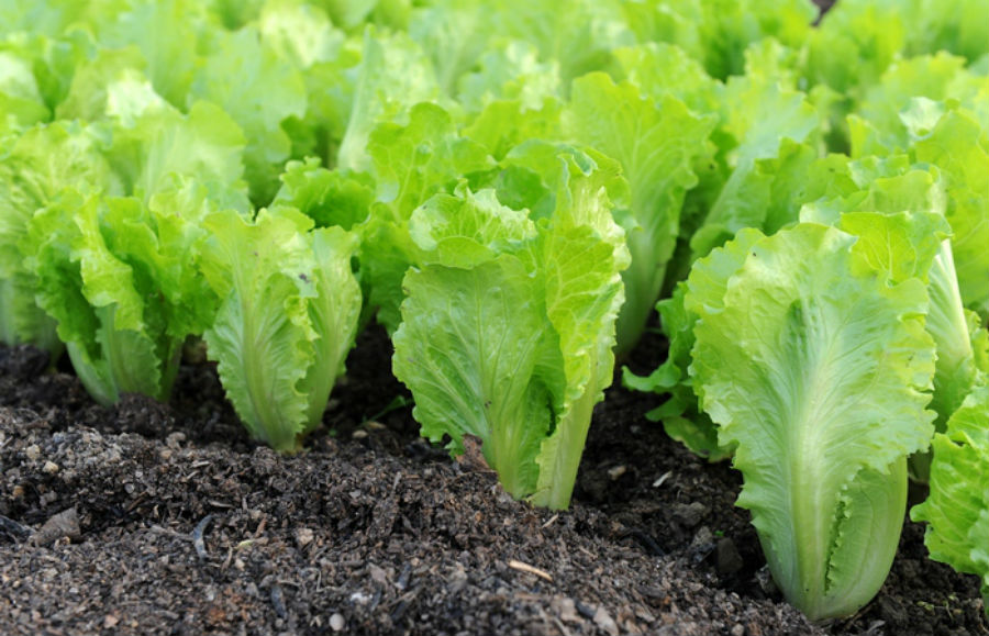 Фотография: 10 самых сильных афродизиаков и их невероятные истории №9 - BigPicture.ru