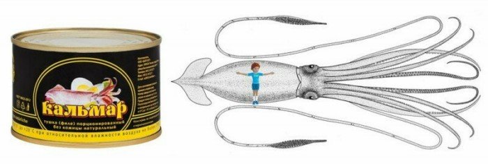 Морское чудовище, в существование которого не верили 1000 лет