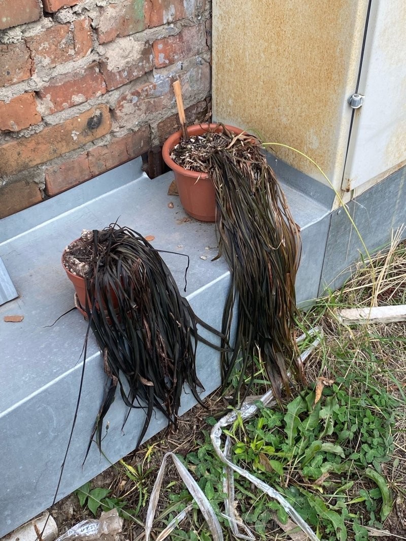 "Продажа париков"