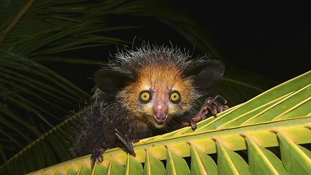 Фотография: 6 фактов о руконожке ай-ай - животном, имя которого запрещено произносить №2 - BigPicture.ru